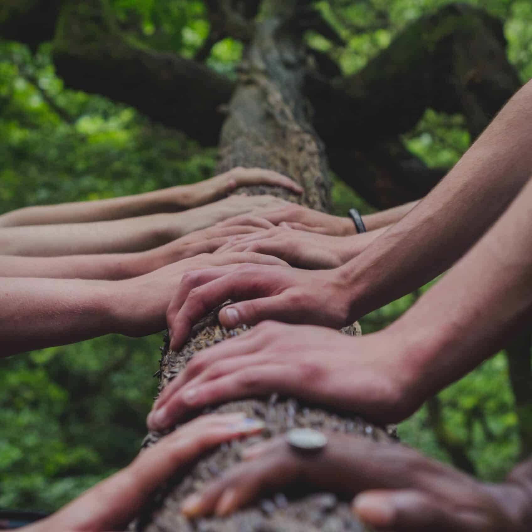 many hands touching a tree branch
